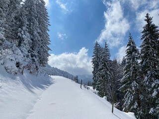 Obraz premium Winter snow idyll along the rural alpine road above the Obertoggenburg valley and on the slopes of the Alpstein mountain range - Nesslau, Switzerland (Schweiz)