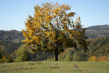 A walk through the forest