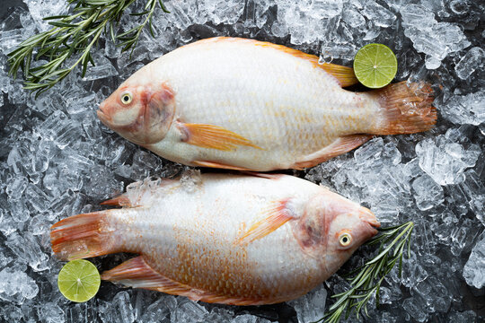 Whole Fresh Fish Red Tilapia On Ice With Lime And Rosemary, Top View, Close-up. Two Whole Red Tilapia Fish On A Dark Background.