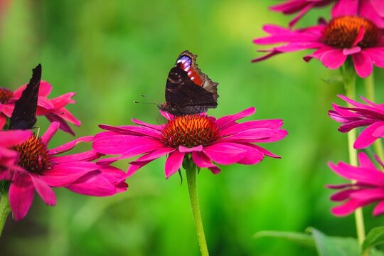 Beautiful summer flower scenery. Close up of a butterfly on a pink flower. Photo in shallow depth of field.