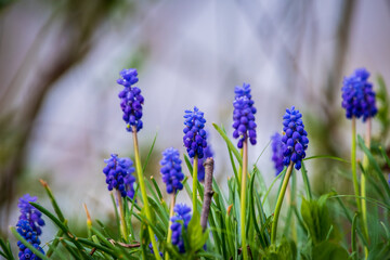 wild purple grapes hyacinths in the morning light