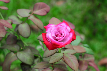 pink rose with leaves background in garden