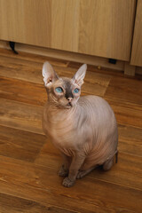 Fototapeta na wymiar Blue-eyed sphynx cat sitting on the floor