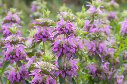 Lush thickets of Monarda citriodora - plants with showy lilac flowers and strong minty smell of leaves, used in cooking for tea and seasoning, honey plant.
