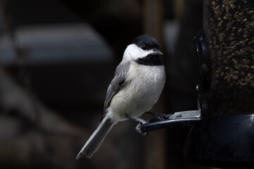 Carolina Chickadee at the bird feeder.