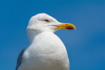 Portrait d'une mouette de profil