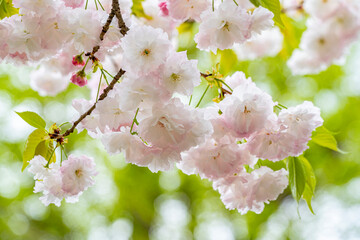 薄いピンクの松月桜　春　