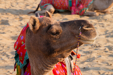 Portrait of a Camel, face while waiting for tourists for camel ride at Thar desert, Rajasthan, India. Camels, Camelus dromedarius, are large desert animals who carry tourists on their backs.