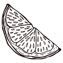 Engraving slice lemon isolated on white background. Hand drawn piece lemon or lime.