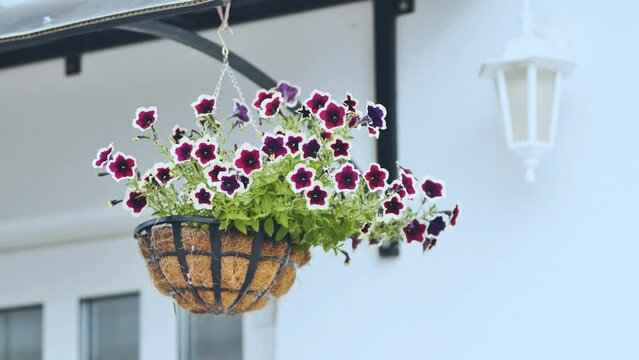 Purple petunias hang in a vase outside the house.