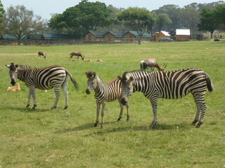 zebras in the savannah