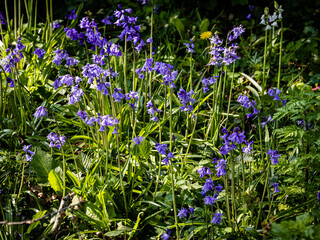 It is bluebell time!