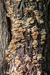 corteccia