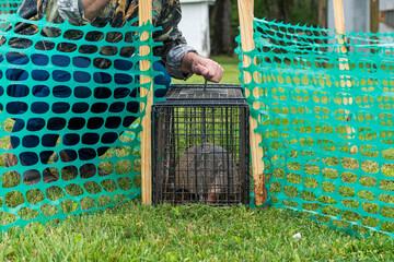 Trapper trapped an armadillo in a live trap, wildlife control .
