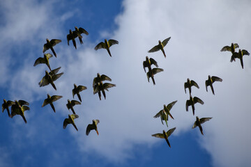 large group of maroon-bellied parakeet (Pyrrhura frontalis) flying