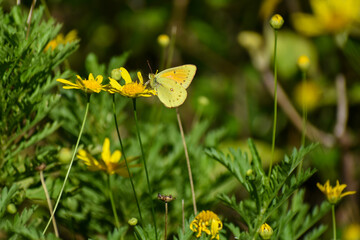Yellow butterfly colias lesbia
