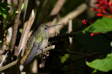 Fototapeta na wymiar gilded sapphire (Hylocharis chrysura), also known as the gilded hummingbird