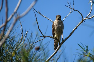 mean-looking roadside hawk (Rupornis magnirostris)