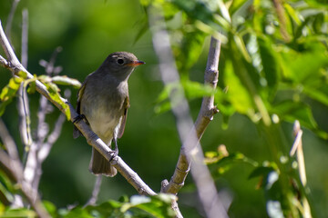 Obraz premium close-up of a small-billed elaenia (Elaenia parvirostris) perching