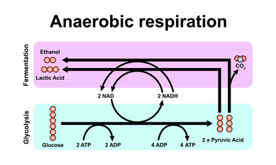 Anaerobic Respiration Scheme. Colorful Symbols. Vector Illustration. - obrazy, fototapety, plakaty