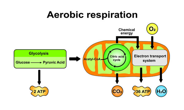 Aerobic Respiration Scheme. Colorful Symbols. Vector Illustration.