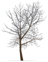 Bare tree isolated on white background