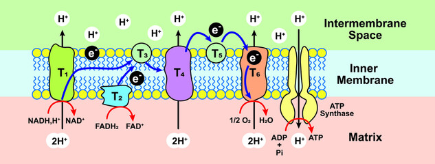 Oxidative Phosphorylation Scheme. Electron Transport Chain. Colorful symbols. Vector Illustration.