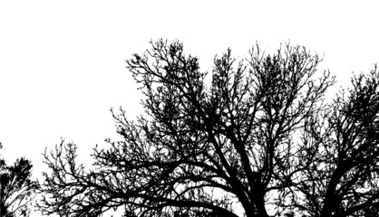 Realistic tree branches silhouette Bare tree branches. Vector illustration