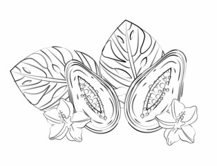 Summer tropical vector illustration. Papaya, flower, exotic plants. Tropical fruit, exotic . Doodle illustration.