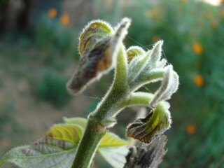 close up of a poppy