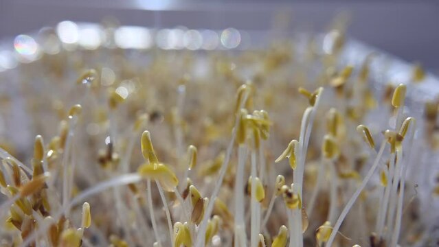 lettuce microgreen sprouts. macro photography of microgreens, selective focus