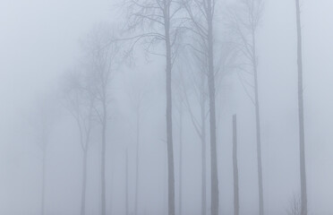 Detail view of the leafless aspen tree stand in the dense early spring fog in woodland