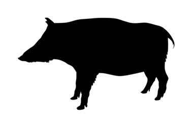 Wild pig