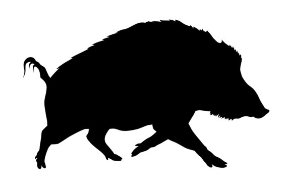 Wild pig