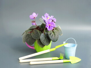 Saintpaulia ( African violets, Streptocarpus teitensis ) with blue flowers in a pot. Green home plants and garden tools. Spring violets side view.