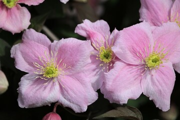 Fototapeta premium Clématite des montagnes