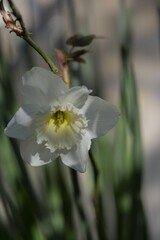 Narciso bianco
