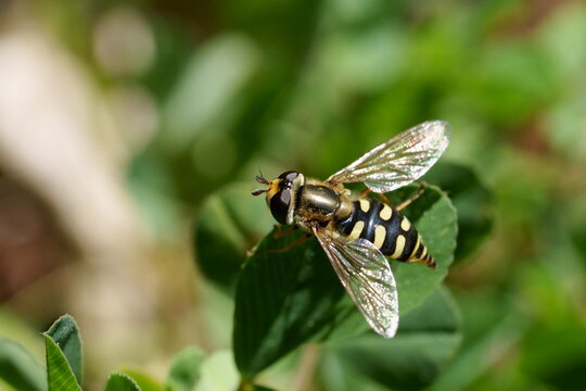 macro de syrphe
