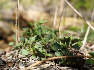 Young and small nettles. They are beautifully green and grow in clumps.