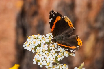 Red Admiral Butterfly (Vanessa atalanta) Feeding on Common Yarrow (Achillea millefolium) Blooms