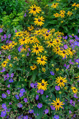 Black-eyed Susan and Buxton's Blue flower’s blossoms in the garden