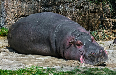 Sleeping hippopotamus. Latin name - Hippopotamus amphibius