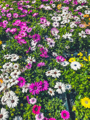 Spring flower market spring flowers produce colorful flower street market  