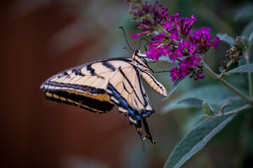 Butterly, a symbol of rebirth and transformation.