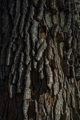 This is the textured bark of the tree.