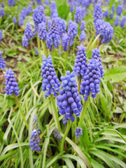 Muscari spring flower (grape hyacinth) on meadow      