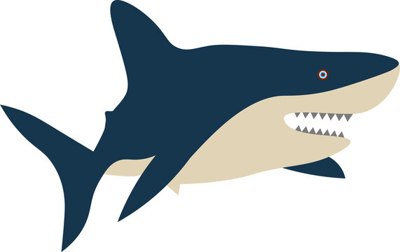 Shark vector illustration graphic design
