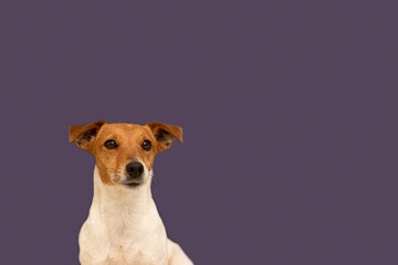 Jack Russell Terrier. Portrait. Purebred dog on a purple background. Pets