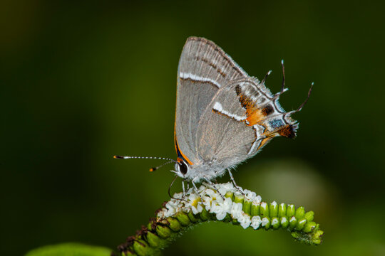 Martial Scrub Hairstreak Butterfly (Strymon martialis) Feeding on a Scorpions-tail (Heliotropium angiospermum) Bloom