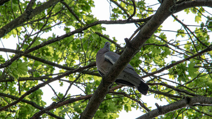 Pigeon on tree
